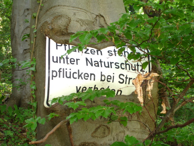 Schildfresserbaum